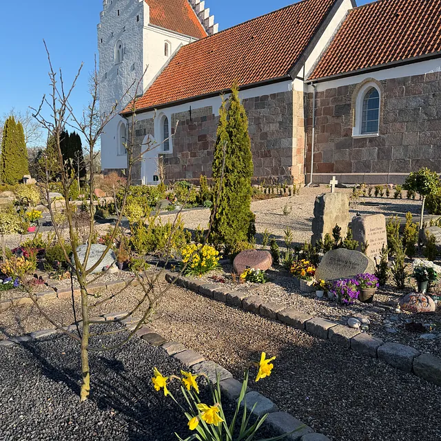 Kirkegården en forårsdag med påskeliljer og kirken i baggrunden