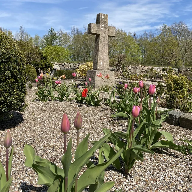 Tulipaner på kirkegården ved Sønder Tranders Kirke